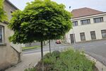 Großzügiges Wohnhaus in 96126 Ermershausen Haßfurt (ID 10536) - Einfamilienhaus Ermershausen Ermershausen , Unterfr | Angebot:25982322