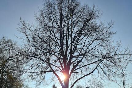 Großes lichtdurchflutetes Einfamilienhaus mit Einliegerwohnung 7 zimmer