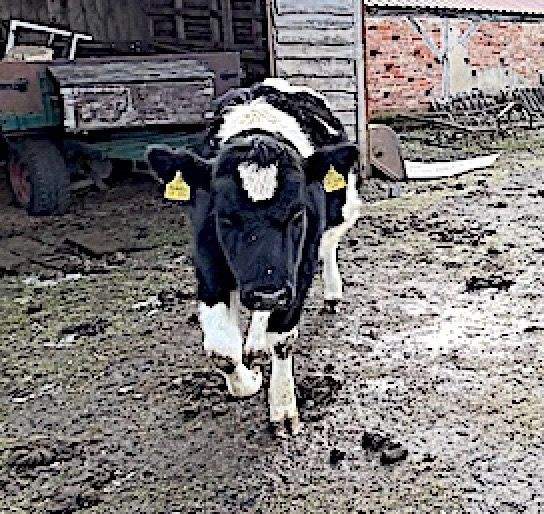 Einfamilienhaus Ziesar - 6 Zimmer, 207 m&sup2;, 240.000&euro; | Angebot:25880728