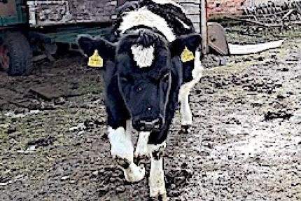 Haus Ziesar - 6 Zimmer, 207 m&sup2;, 240.000&euro; | Angebot:25880728