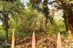 Grundstück Waldfeucht - 74.500&euro; | Angebot:26128125