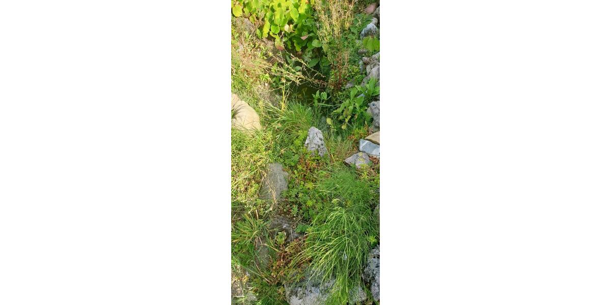Einfamilienhaus Borken - 3 Zimmer, 50 m&sup2;, 15.000&euro; | Angebot:27089251