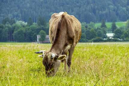 Grundstück in Unteregg 125.300 € 16927 m² zimmer