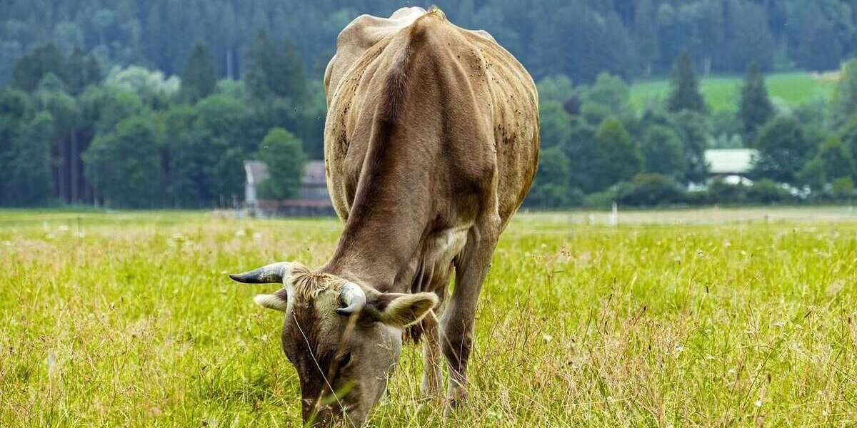 Grundstück in Unteregg 125.300 € 16927 m² zimmer