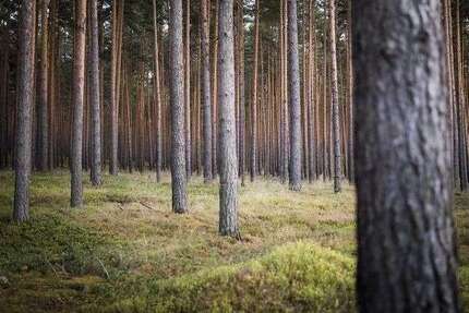 Grundstück zu verkaufen in Hettenleidelheim 60.000 € 13930 m² zimmer