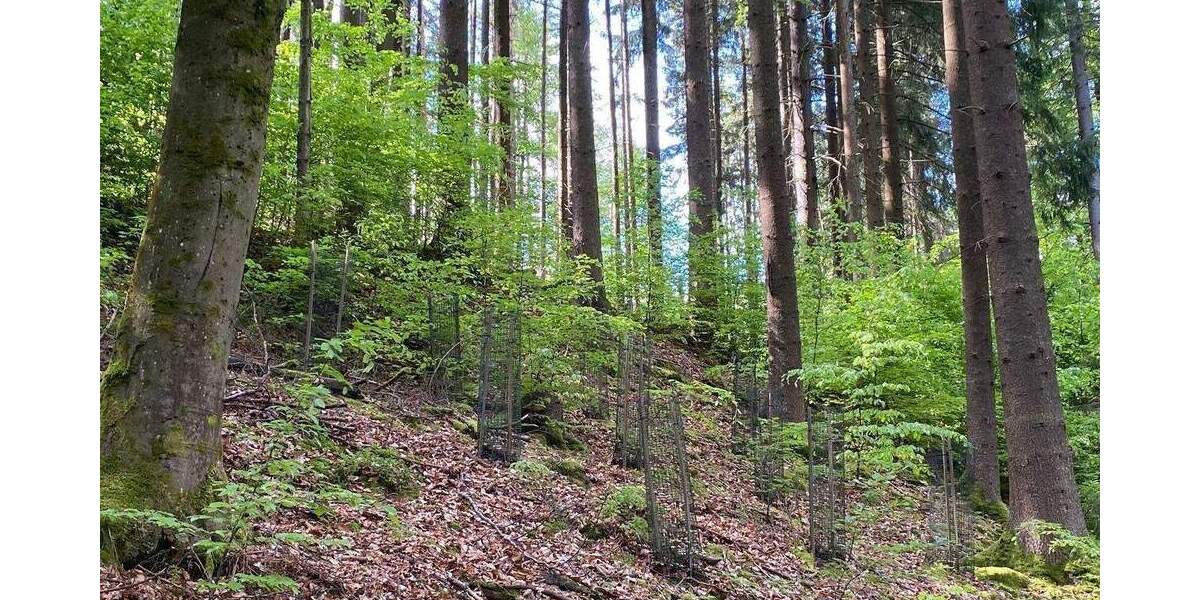 Grundstück Flossenbürg - 170.000&euro; | Angebot:26036735