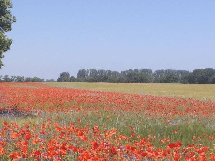 Grundstück Fehrbellin Lentzke - 150.000&euro; | Angebot:21391762