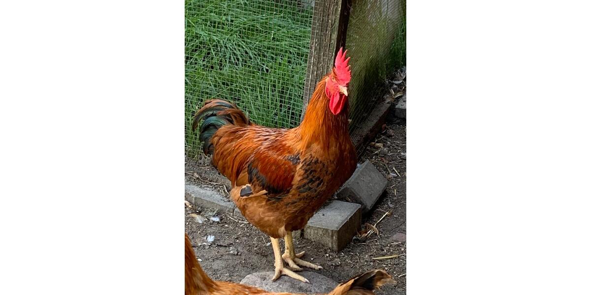 Dachgeschoßwohnung Wriezen - 3 Zimmer, 75 m&sup2;, 470&euro; | Angebot:25135574