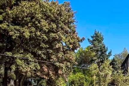 Grundstück zu verkaufen in Altenberg 26.000 € 480 m² zimmer