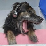 Werkstatt: Knallkrebs, Kuckuck & Co