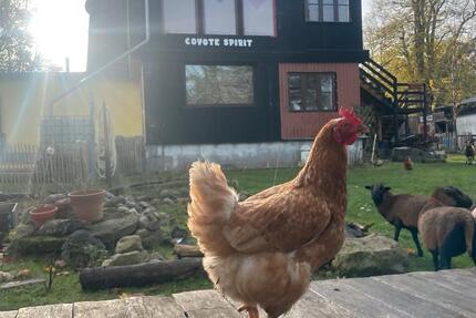 Traumhafte Einliegerwohnung in 23992 Passee zu vermieten 2 zimmer