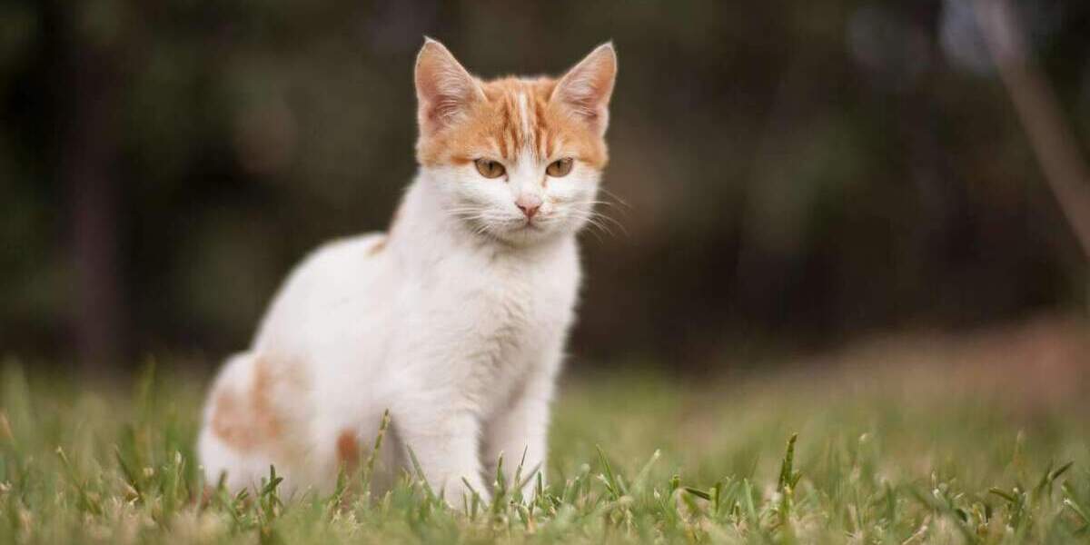 Einfamilienhaus Bergheim Quadrath-Ichendorf - 6 Zimmer, 146 m&sup2;, 573.500&euro; | Angebot:24855527