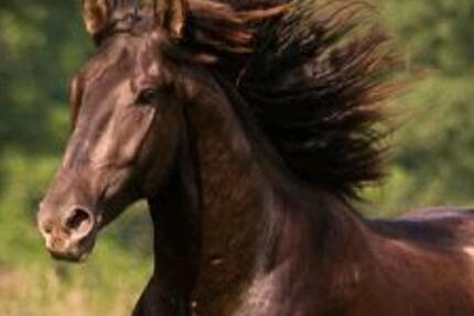 Wohnung Murrhardt - 4 Zimmer, 130 m&sup2;, 250&euro; | Angebot:24717627