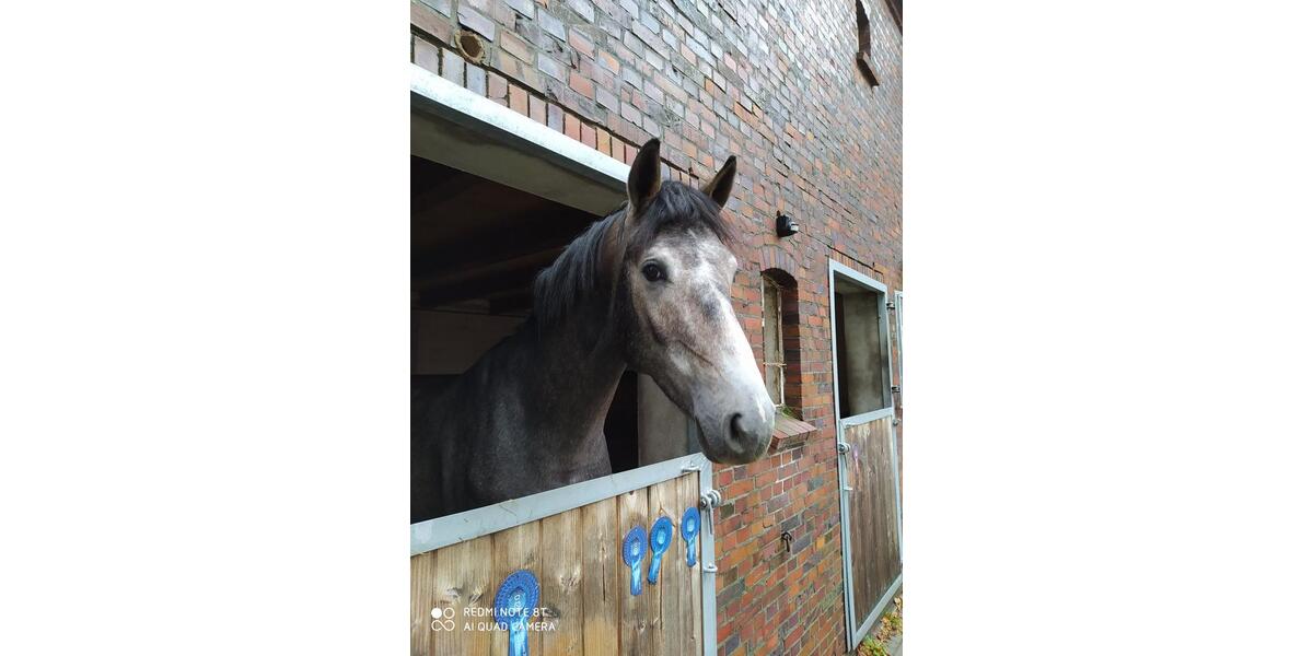 Einfamilienhaus Varel - 11 Zimmer, 340 m&sup2;, 590.000&euro; | Angebot:25349757