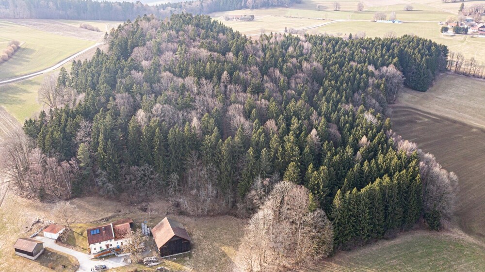 Lebensraum Wald: Fichte, Buche und Lärche in Generationen gewachsen - Grundstück Waldmünchen / Untergrafenried Untergrafenried | Angebot:26531345