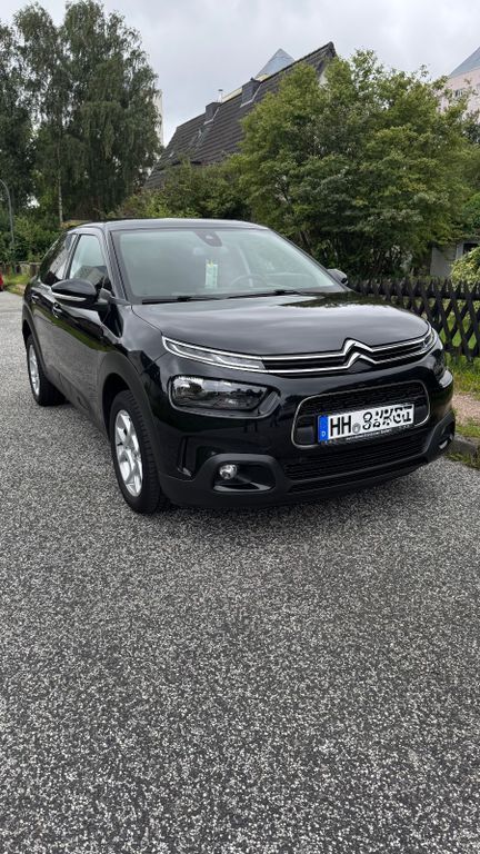 C4 Cactus