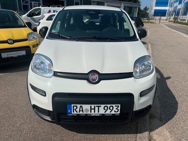 Panda