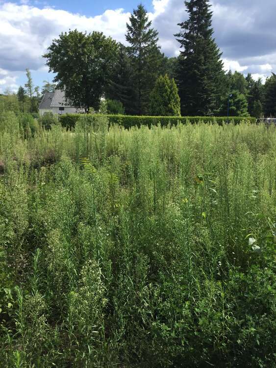Grundstück zu verkaufen in Hoppegarten 199.999 € 485 m²