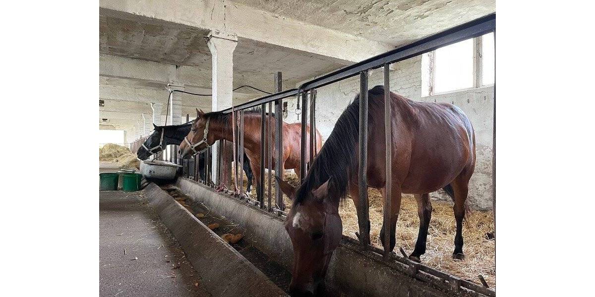 Grundstück Tambach-Dietharz Dietharz - 249.000&euro; | Angebot:19293566