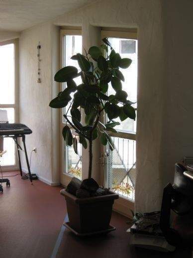 Mehrfamilienhaus, Wohnhaus Schweinfurt Musikerviertel und amerik. Siedlung - 1.100&euro; | Angebot:25770845