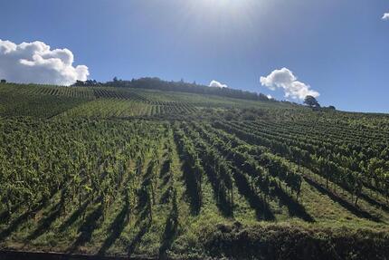 Leben im Rebland mit Blick ins Rheintal