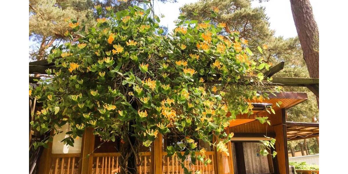 Bungalow Meesiger - 2 Zimmer, 35 m&sup2;, 50.000&euro; | Angebot:26155195