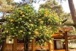 Bungalow Meesiger - 2 Zimmer, 35 m&sup2;, 50.000&euro; | Angebot:26155195