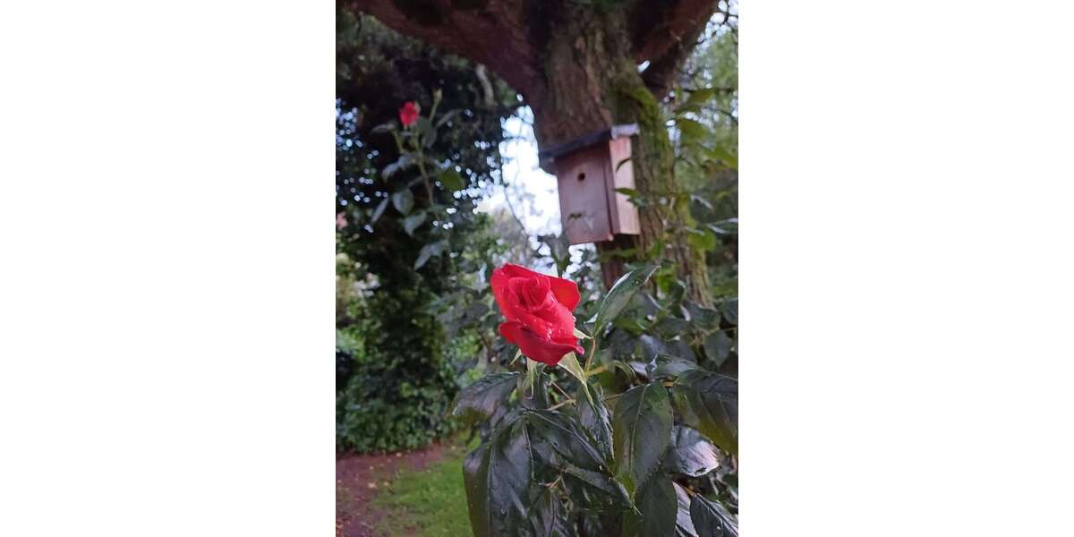 Zimmer Sendenhorst / Albersloh Albersloh - 3 Zimmer, 1.480&euro; | Angebot:26243273