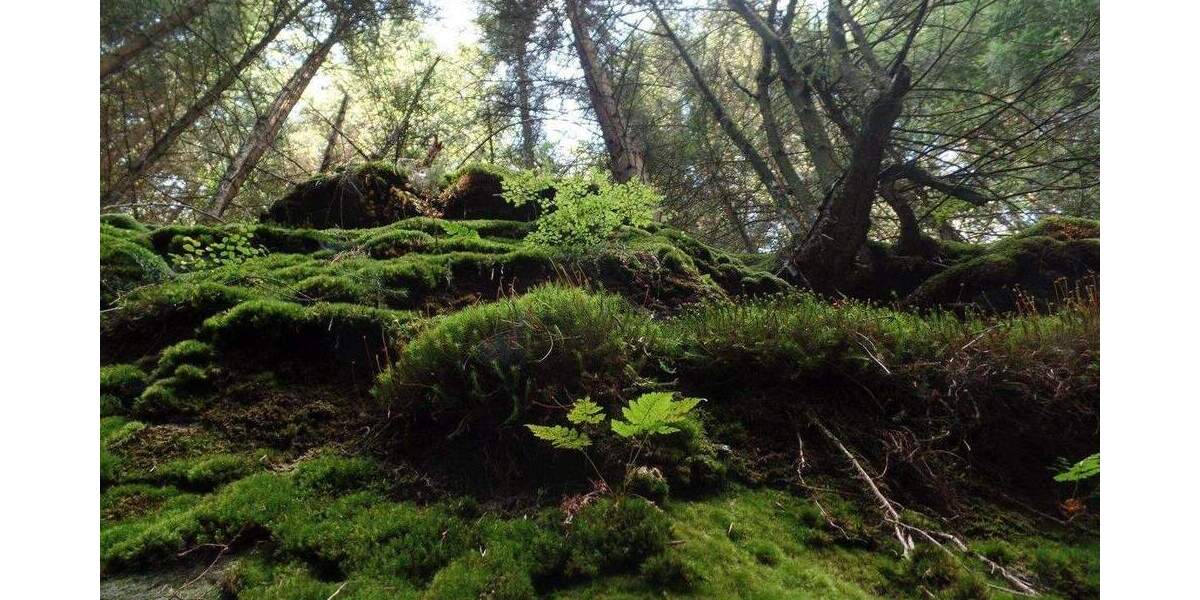 Grundstück Freital - 89.000&euro; | Angebot:25287698