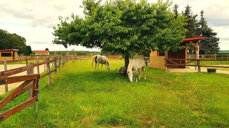 Dachgeschoßwohnung Ziesar - 2 Zimmer, 61 m&sup2;, 380&euro; | Angebot:24744105
