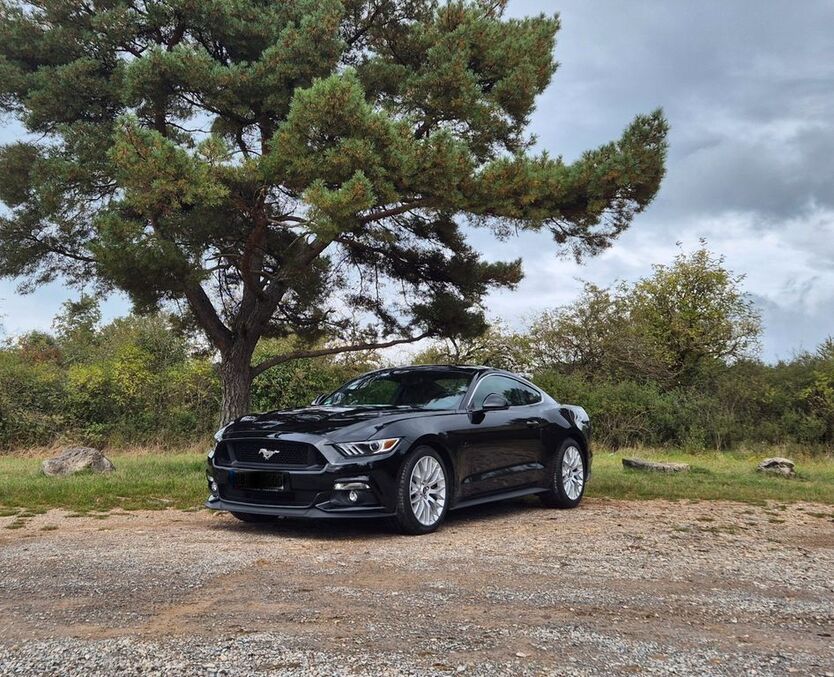 Mustang
