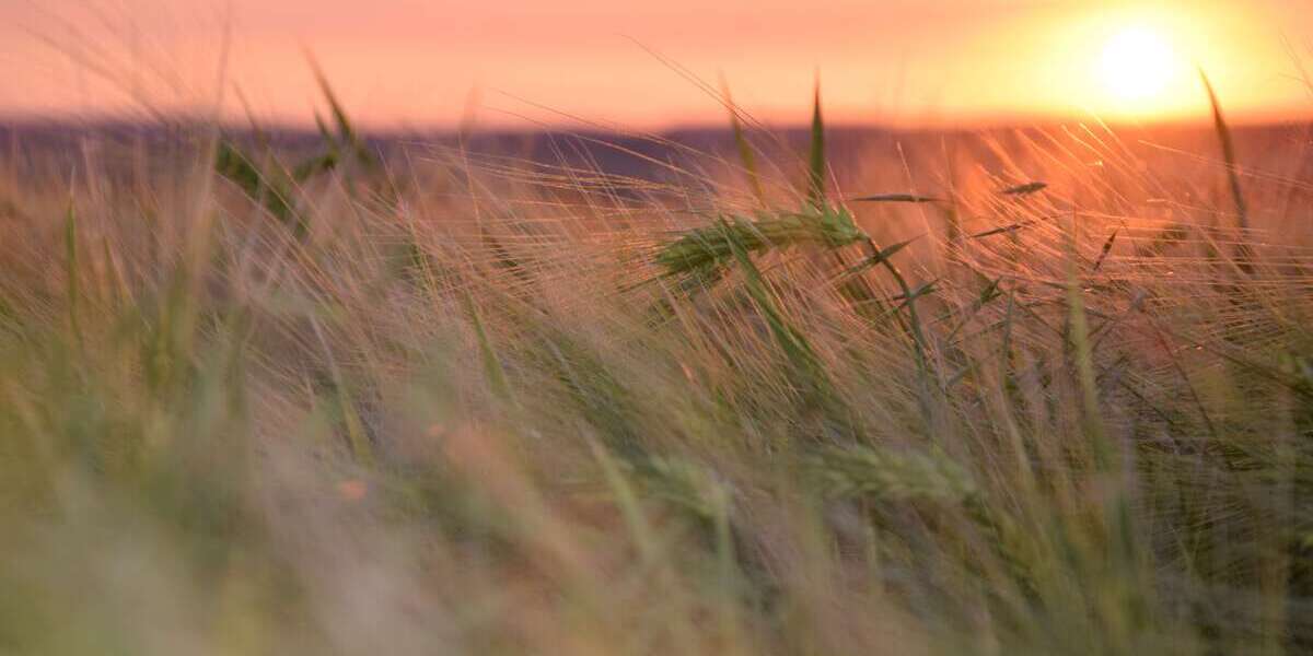 Wohnung zum Mieten in Schwedt 370 € 59.7 m² 3 zimmer