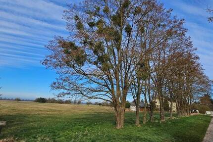 Grundstück Ducherow Schwerinsburg - 56.000&euro; | Angebot:26055327