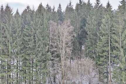 Grundstück Grainet / Rehberg Rehberg - 31.450&euro; | Angebot:24905730