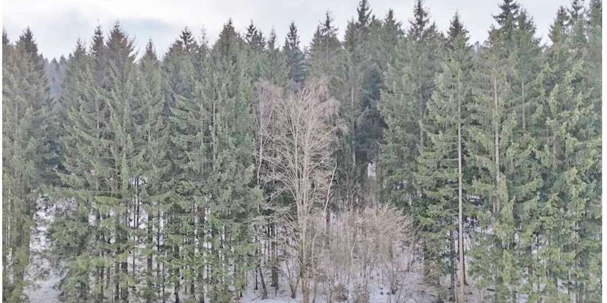 Grundstück Grainet / Rehberg Rehberg - 31.450&euro; | Angebot:24905730