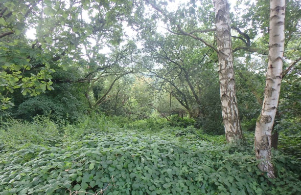 ungepflegte und ggf. belastete Holzungsfläche östlich von Bodenfelde - Grundstück Bodenfelde | Angebot:21525435