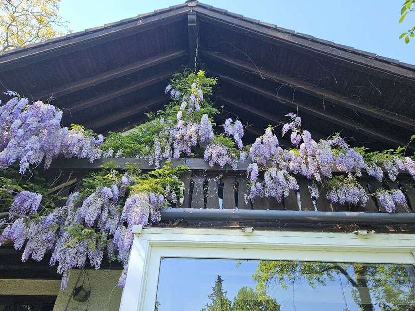 Haus zum Kaufen in Radolfzell 1.600.000 € 230 m²