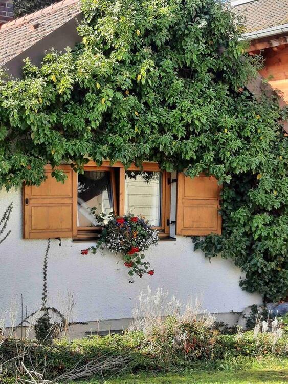 Gemütliches Nest! Gartenwohnung, gepfl. Altbau Kü-Ablösean w. zimmer