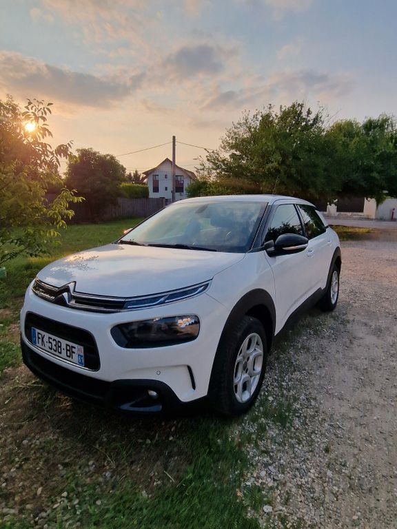 C4 Cactus
