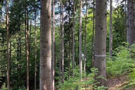 Grundstück Flossenbürg - 220.000&euro; | Angebot:23946483