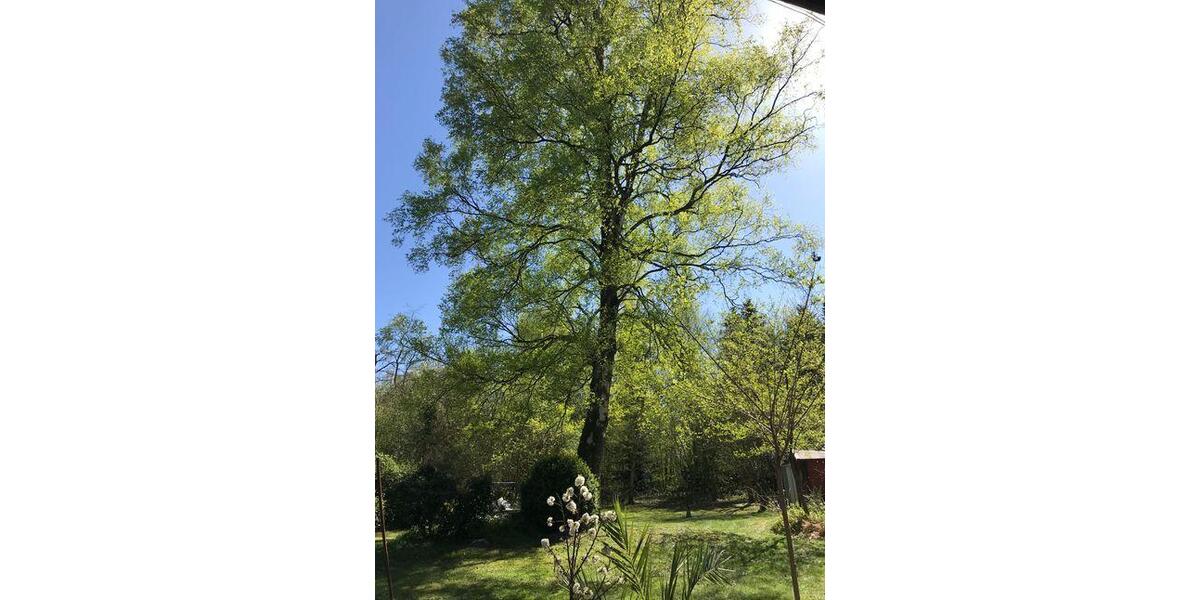 Einfamilienhaus Tostedt - 3 Zimmer, 50 m&sup2;, 185.000&euro; | Angebot:26578234