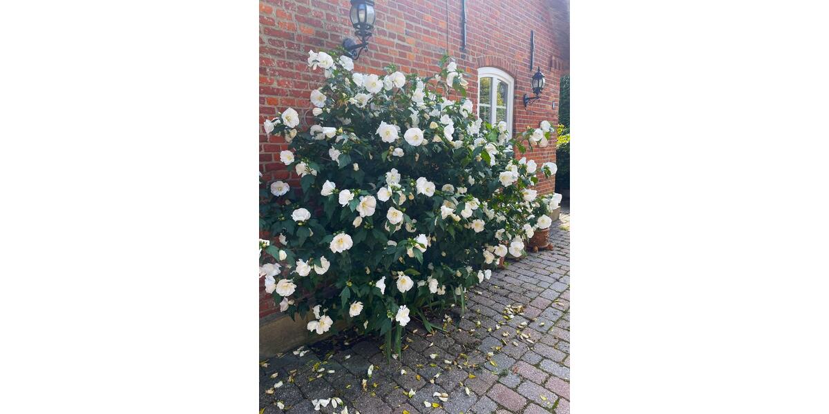 Einfamilienhaus Niebüll - 6 Zimmer, 188 m&sup2;, 449.000&euro; | Angebot:25743952