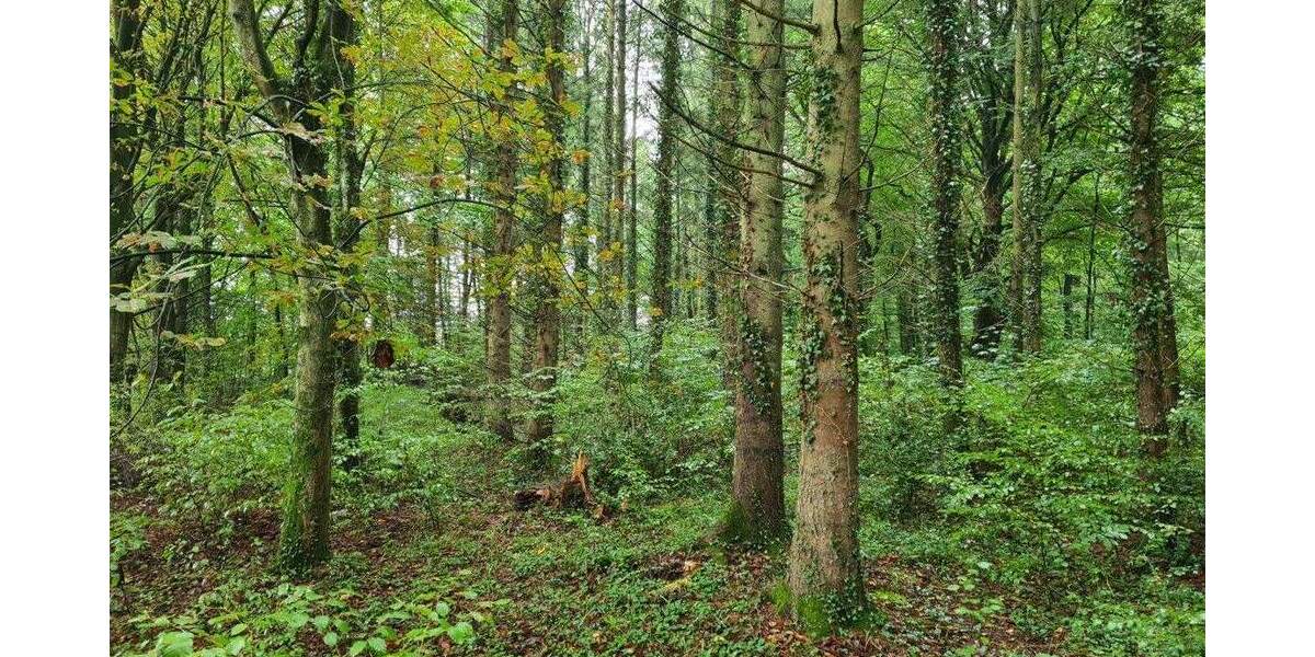 Grundstück Rastede Hankhausen I - 119.000&euro; | Angebot:25727797