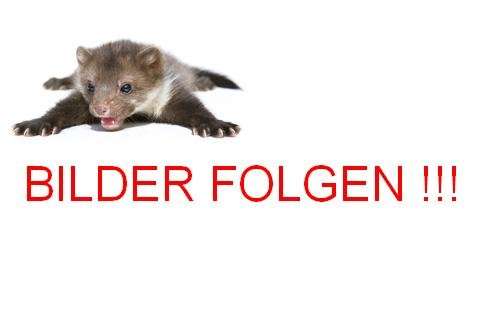 Dacia Dokker 76.000 km 14.600 &euro; Sonneberg 96515