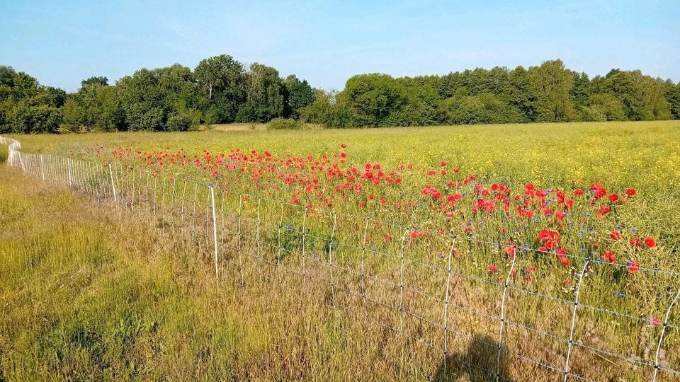 Einfamilienhaus Finsterwalde - 77.750&euro; | Angebot:24937019