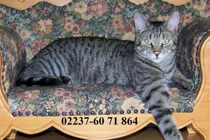 Grundstück zu verkaufen in Kerpen 197.000 € 522 m² zimmer