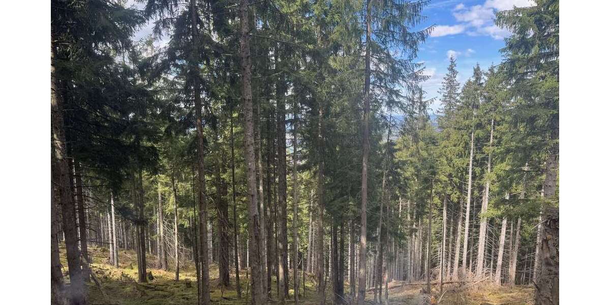 Grundstück in Saulgrub 199.000 € 81134 m² zimmer