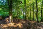 ** Unberührte Natur in bester Lage - 5 Grundstücke **