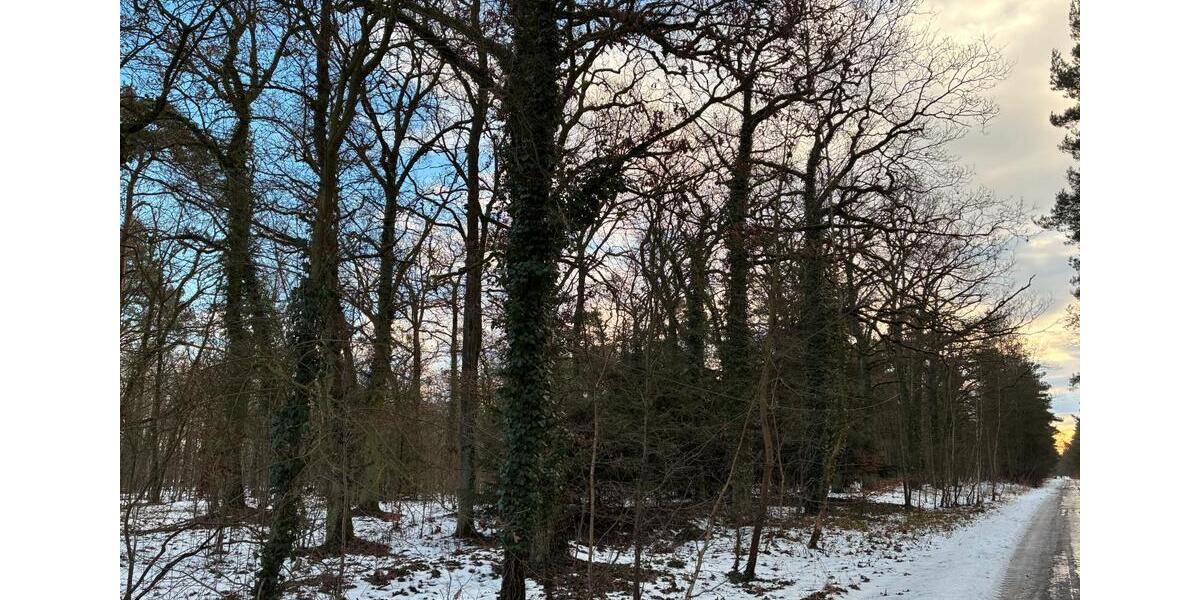 Grundstück Klötze - 15.000&euro; | Angebot:24832010