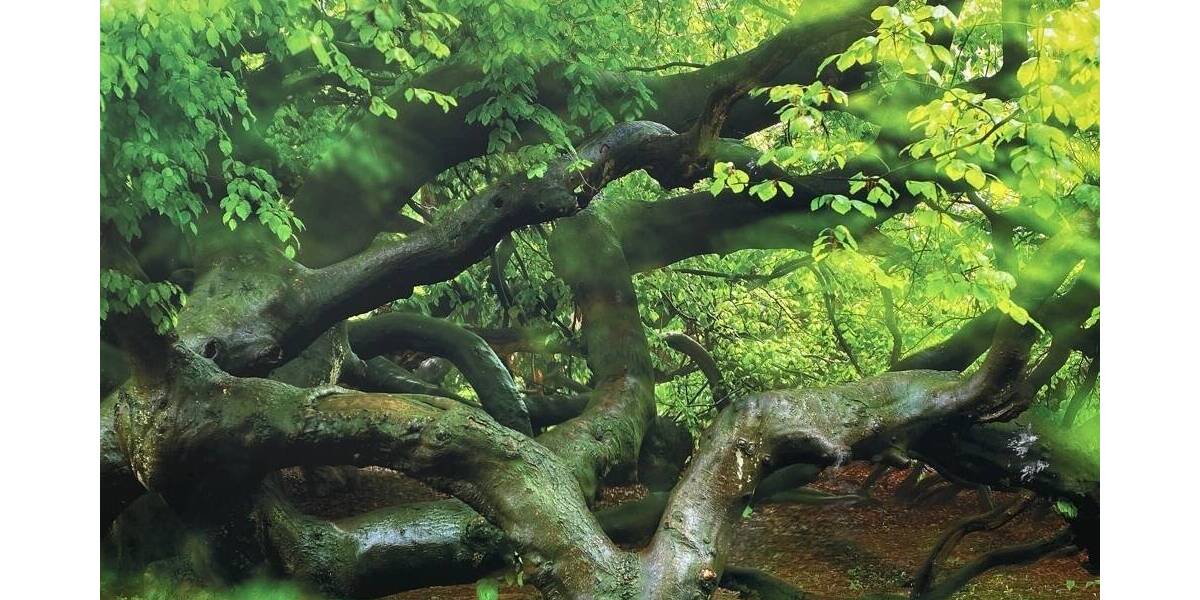 Grundstück Messenkamp - 285.000&euro; | Angebot:25746313